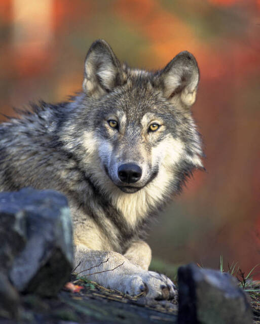 gray_wolf.jpg