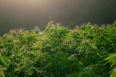 hemp-5675705_640.jpg