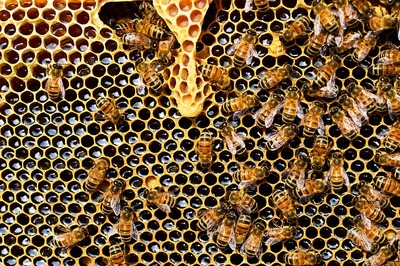 honey-bees-g305193a5e_640.jpg