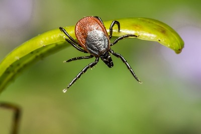 ixodes-ricinus-4858026_640.jpg