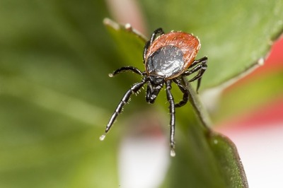 ixodes-ricinus-g825c4f407_640.jpg