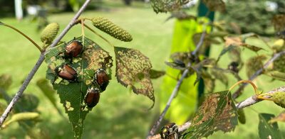 japanese-beetles-marshfield-wi.jpg