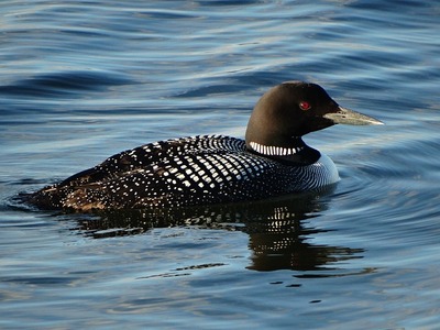 loon-gead581873_640.jpg