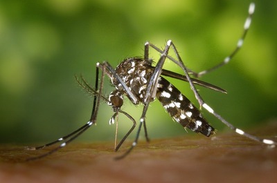 mosquito-49141_6400.jpg