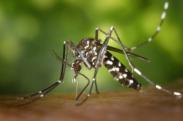 mosquito-49141_6406.jpg