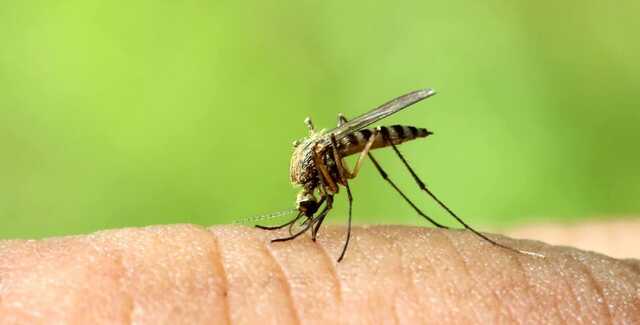 mosquito.jpeg
