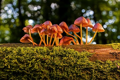 mushrooms-3659165_640.jpg