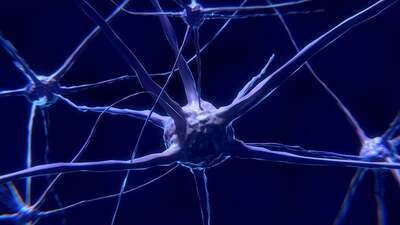 nerve-cells-2213009_640.jpg