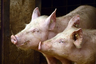 pigs-gb7017150e_640.jpg