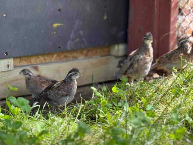 quail_2.jpeg