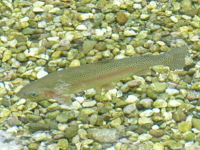 rainbow-trout-117482_640.jpg