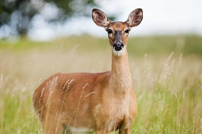 roe-deer-1367182_6403.jpg