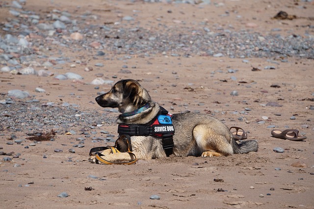 service-dog-5420330_640.jpg