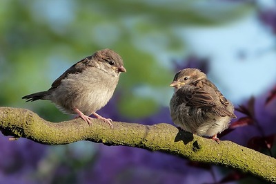 sparrows-g221bb4757_640.jpg
