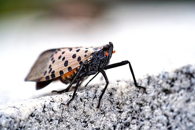 spotted-lanternfly-8282458_640.jpg