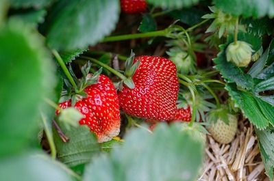 strawberries-g36e64abd1_640.jpg