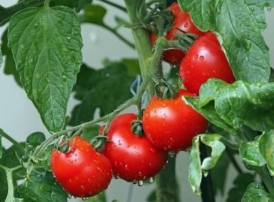 tomatoes-g4554bc5b6_640.jpg