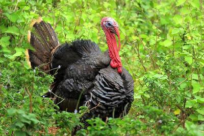 turkey-gab35ac007_6400.jpg