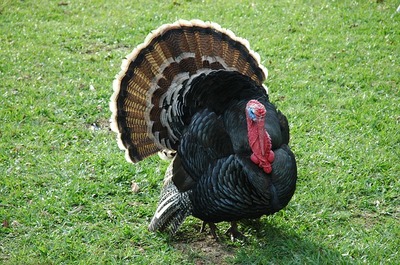 turkey-gee3685ecc_640.jpg