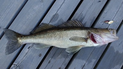 walleye-5945560_640.jpg