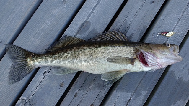 walleye-5945560_6403.jpg