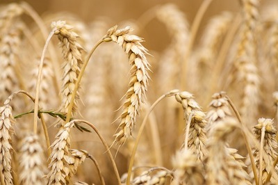 wheat-6536039_640.jpg