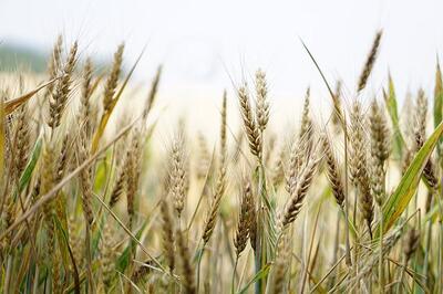 wheat-ga1c8e1f8e_6400.jpg