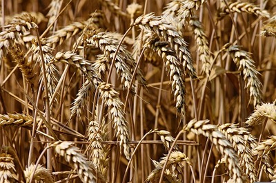 wheat-gddbc6149a_640.jpg