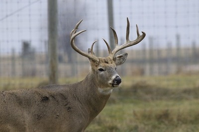 white-tailed-deer-5773994_640.jpg