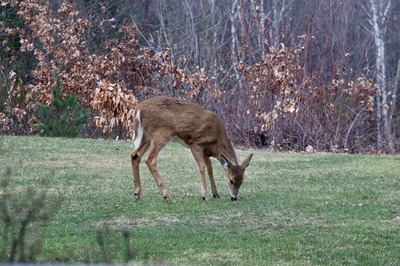 white-tailed-deer-6799241_640.jpg