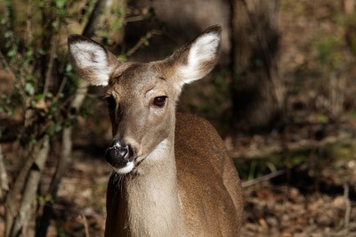 whitetail-doe-g6c40f0587_640.jpg