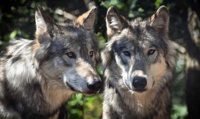 wolf-2984865_6408.jpg
