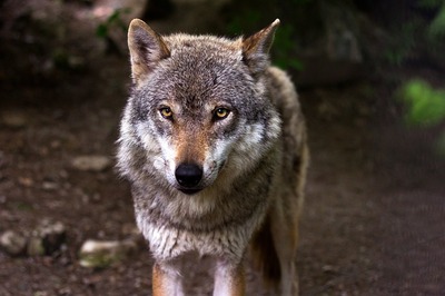 wolf-635063_6400.jpg